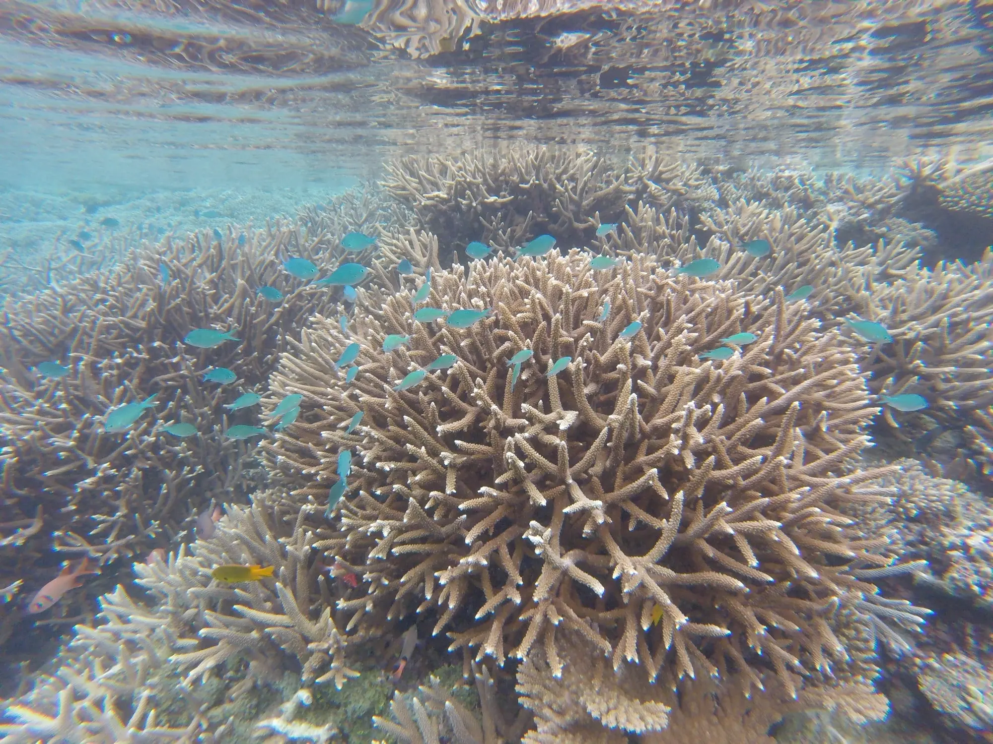 Coraux Acropora en gros plan, poissons multicolores