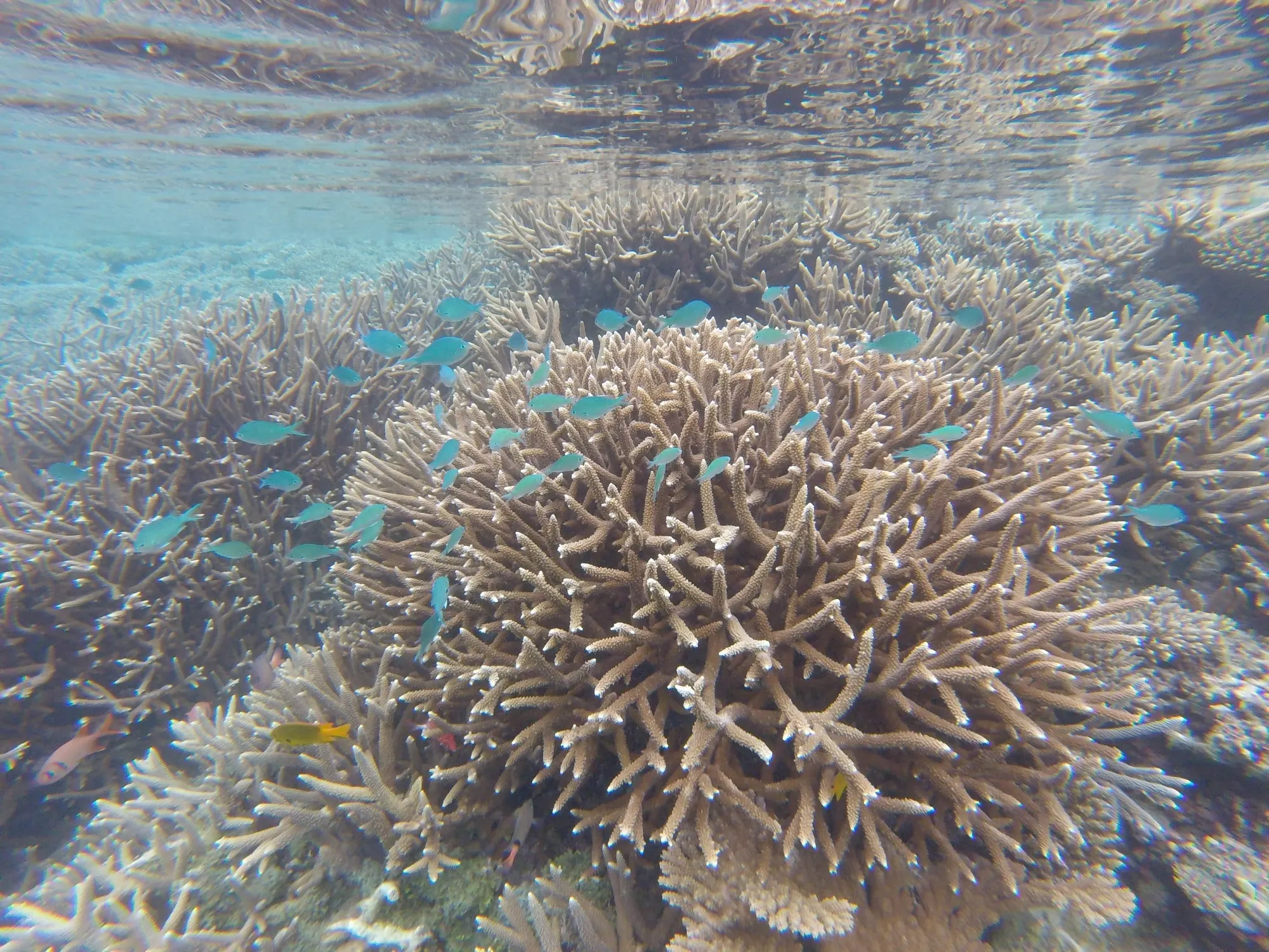 Coraux Acropora en gros plan, poissons multicolores