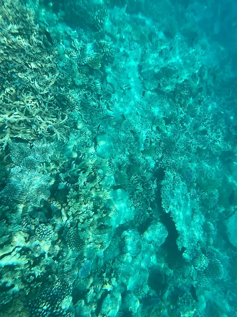 Champ de coraux dans une eau turquoise très claire
