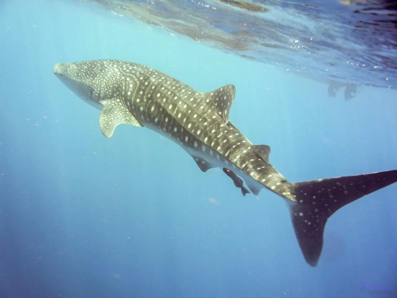 Un requin-baleine croise sous la surface