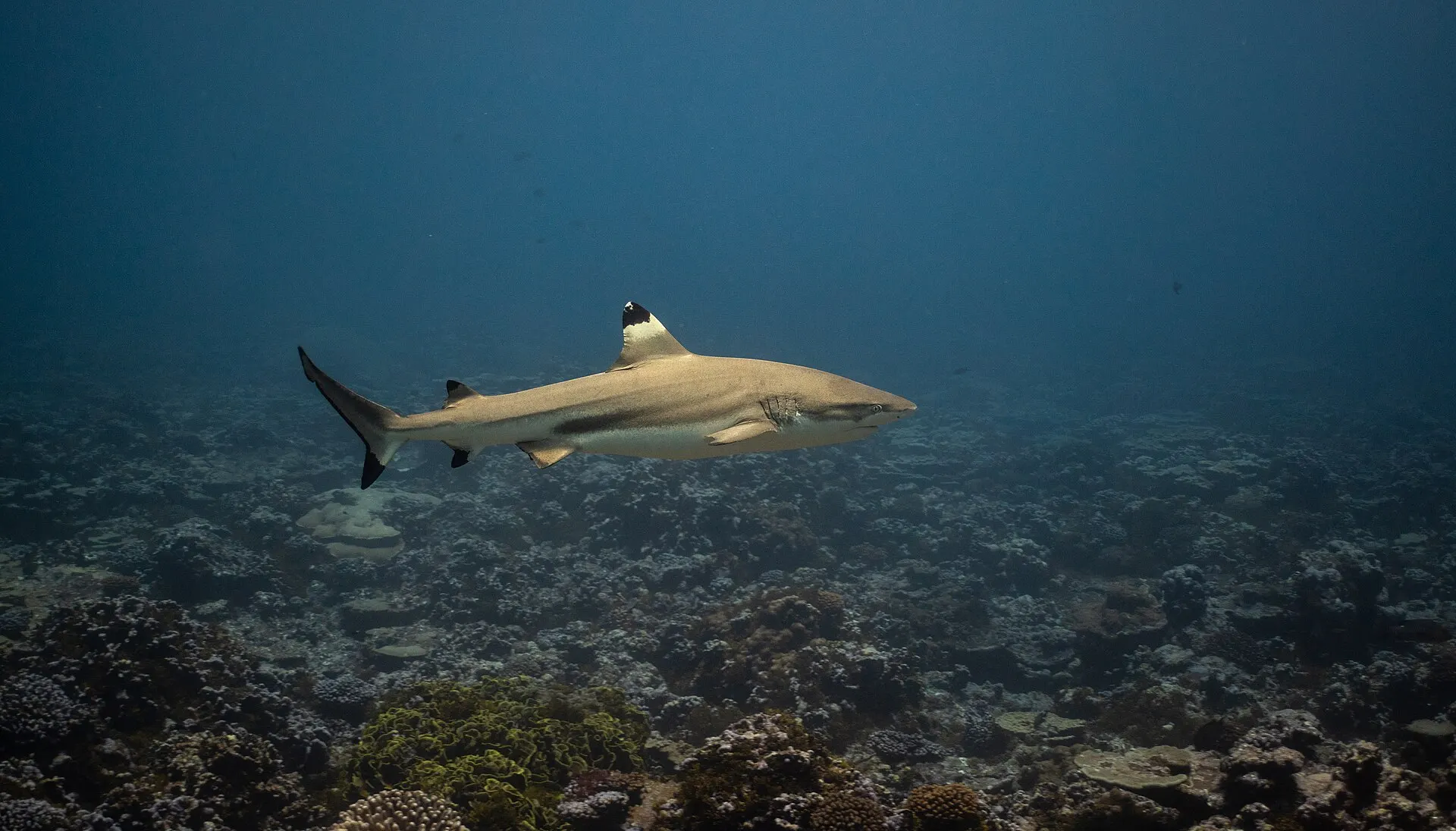 Un requin à pointes noires longe le platier, nageoire dorsale à pointe noire soulignée de blanc