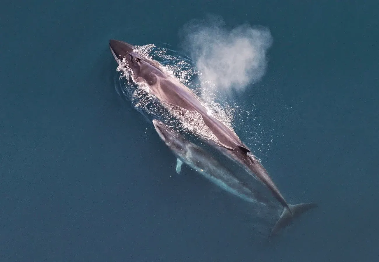 Un rorqual boréal vu du ciel, son souffle encore suspendu au-dessus de l'eau