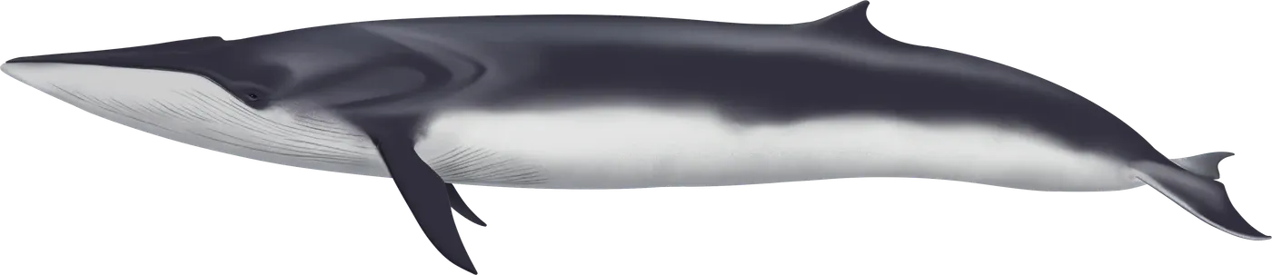 Illustration de Rorqual commun (Balaenoptera physalus)