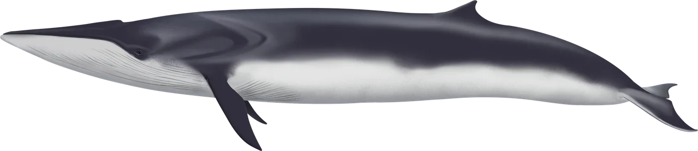 Dessin de Rorqual commun
