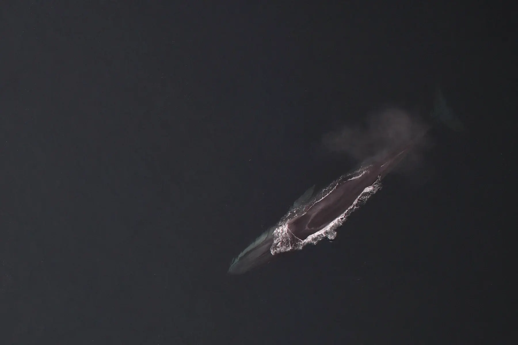 Un rorqual commun vu du ciel, fuselé, glissant sous la surface