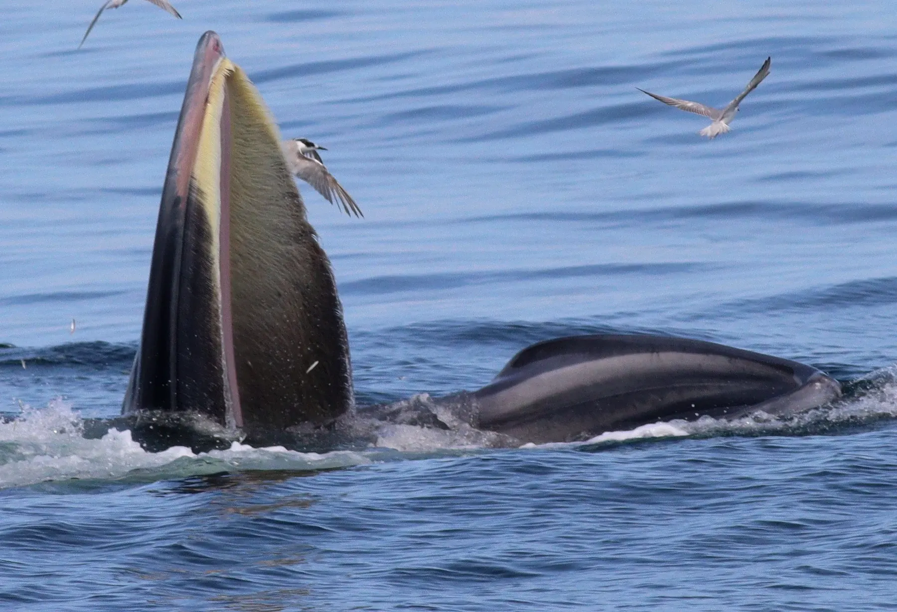 Un rorqual de Bryde gueule ouverte en surface, gorge déployée, entouré d'oiseaux marins