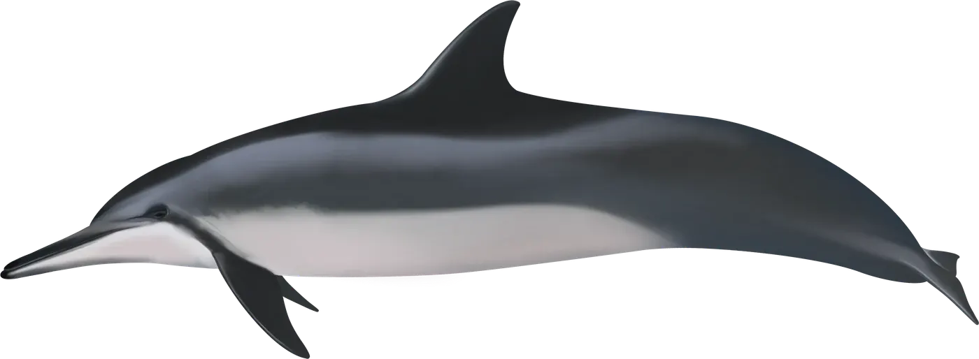 Illustration de Sténelle à long bec (Stenella longirostris)