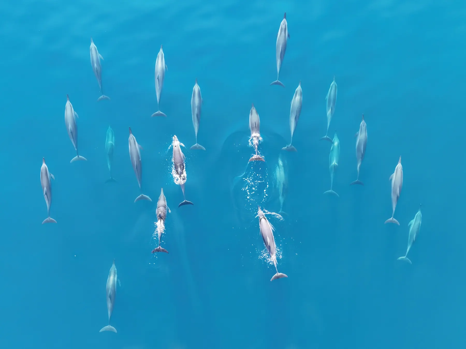 Un groupe de sténelles à long bec nage en formation, vu du ciel, en eau turquoise