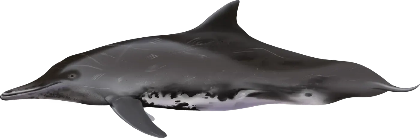 Illustration de Sténo rostré (Steno bredanensis)