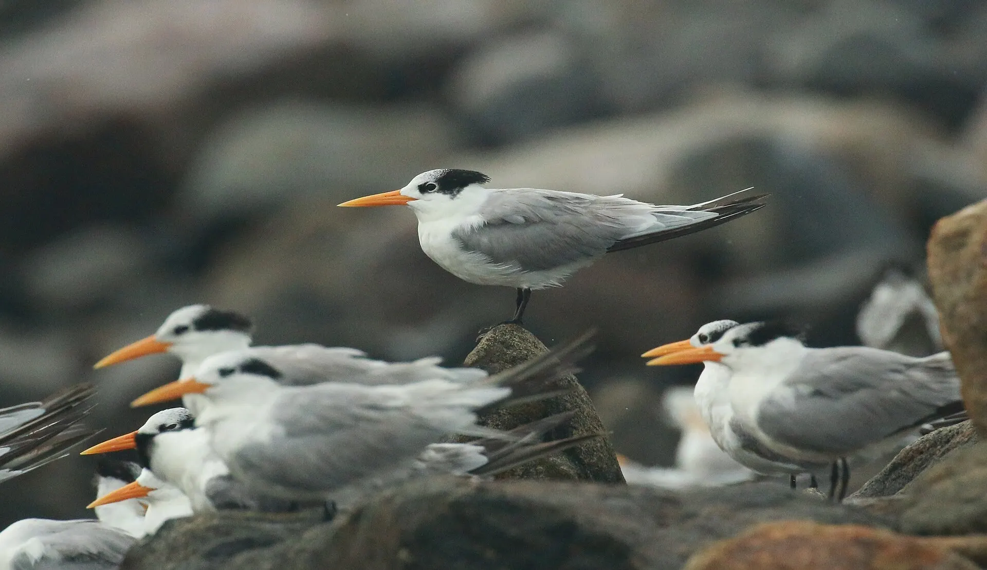 Un groupe de sternes voyageuses au repos, bec orange vif et calotte noire
