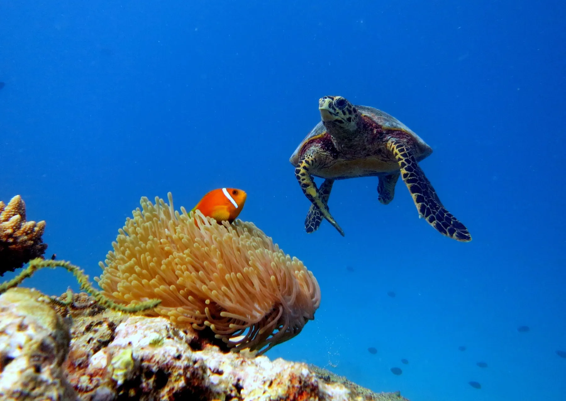 Une tortue imbriquée passe au-dessus du récif, près d’une anémone et de son poisson-clown