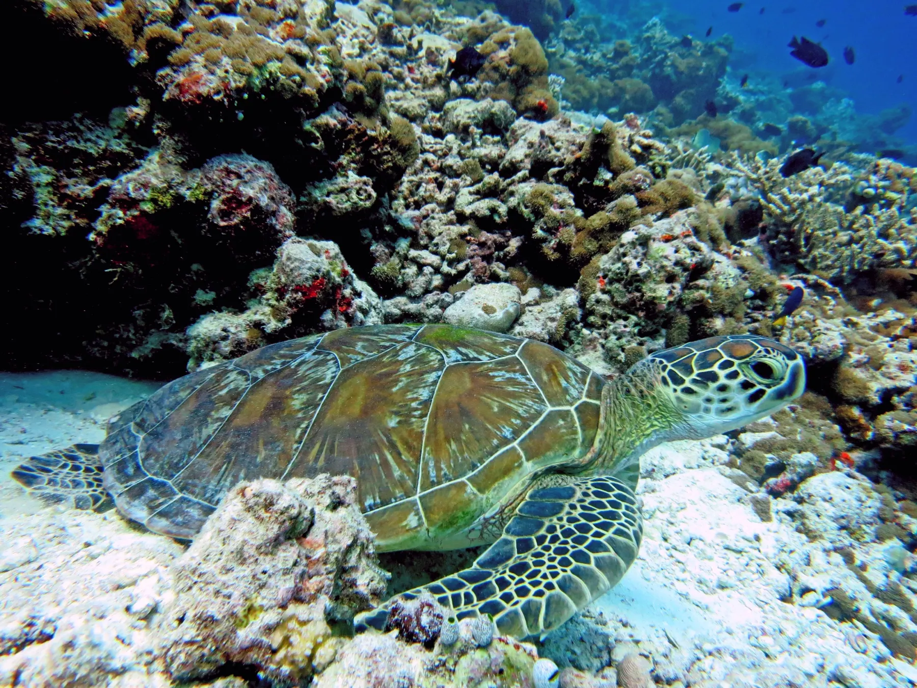 Une tortue verte posée sur le sable au pied du récif, carapace brun-olive