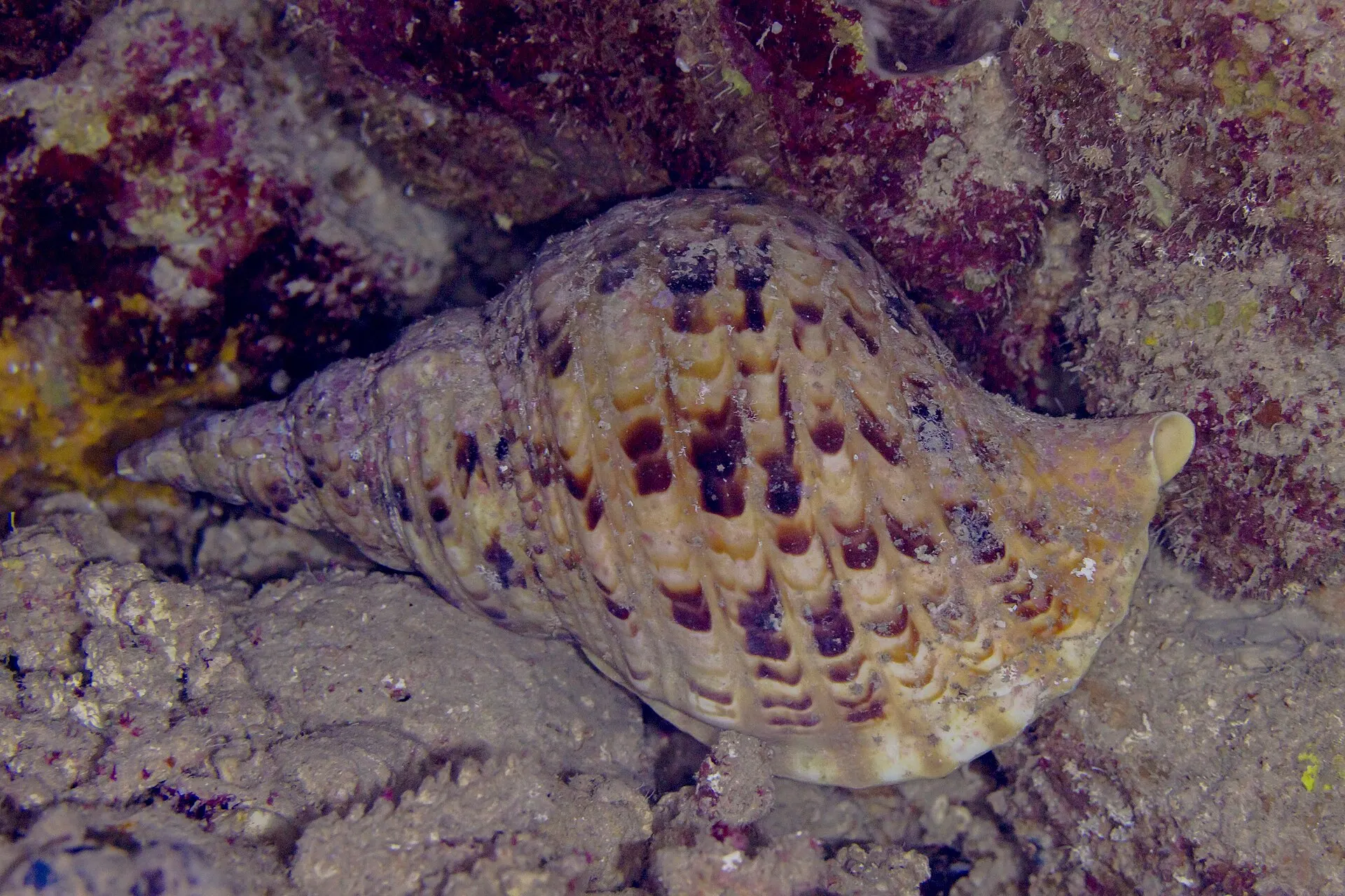 Un triton conque vivant sur le récif, coquille crème marquée de croissants bruns